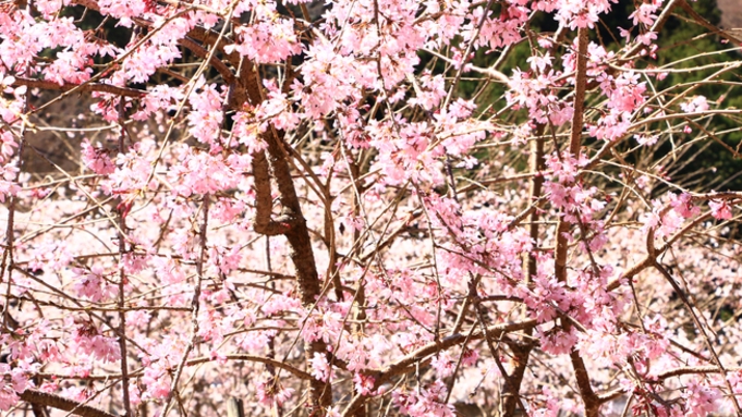 楽天限定◎【吉野桜見ごろ期間限定】春の吉野山は最高のロケーション！ぶらっと散策【素泊り】